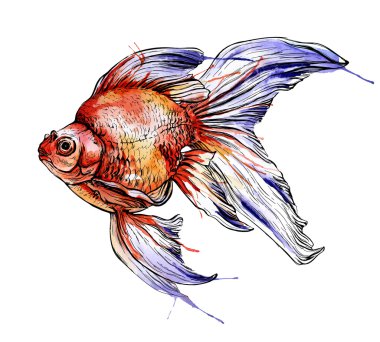 güzel suluboya Goldfish