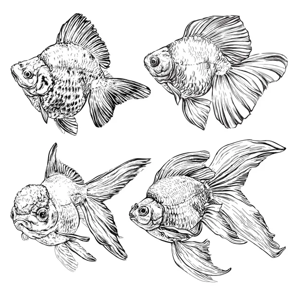 Hand drawn Goldfish set — 图库矢量图片