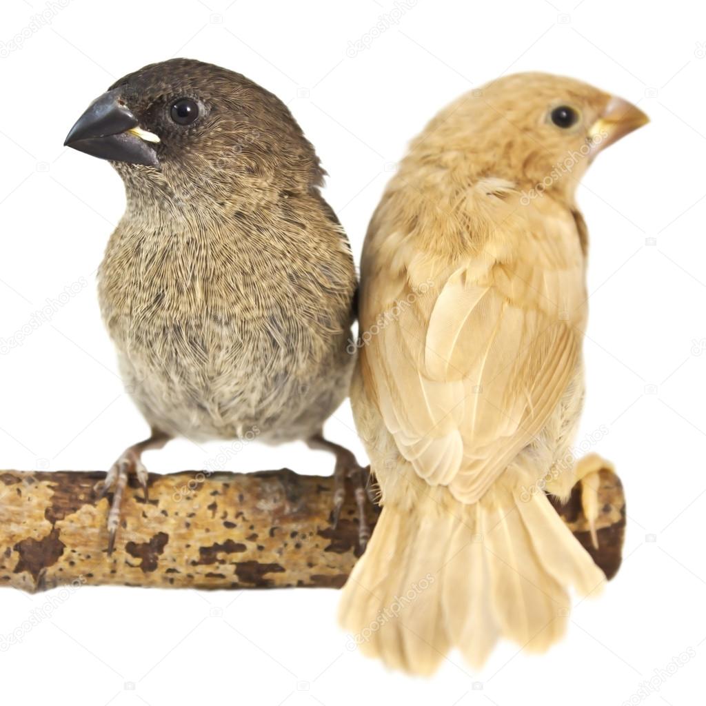 two chicks on a branch