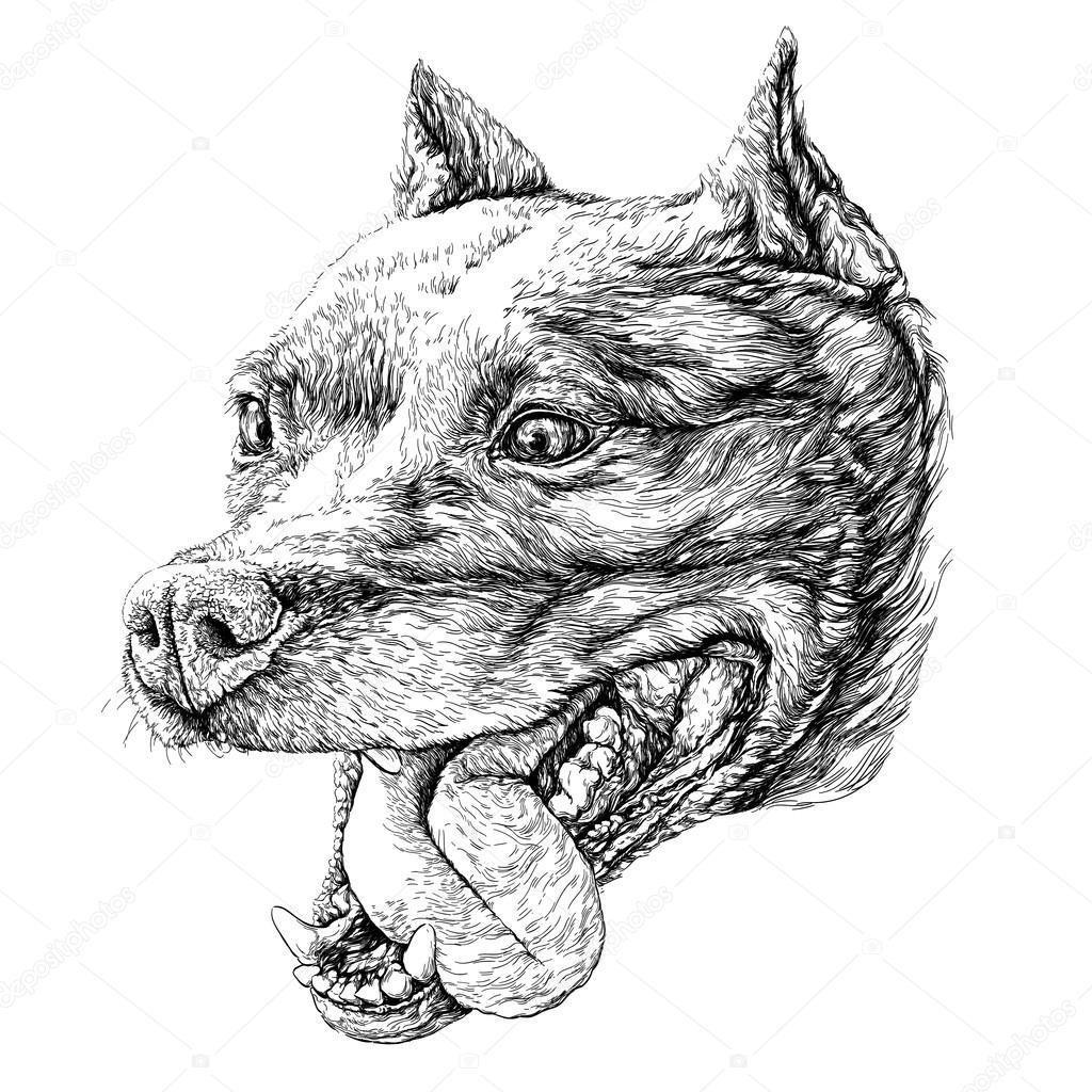 Sketch of Dog Staffordshire terrier.