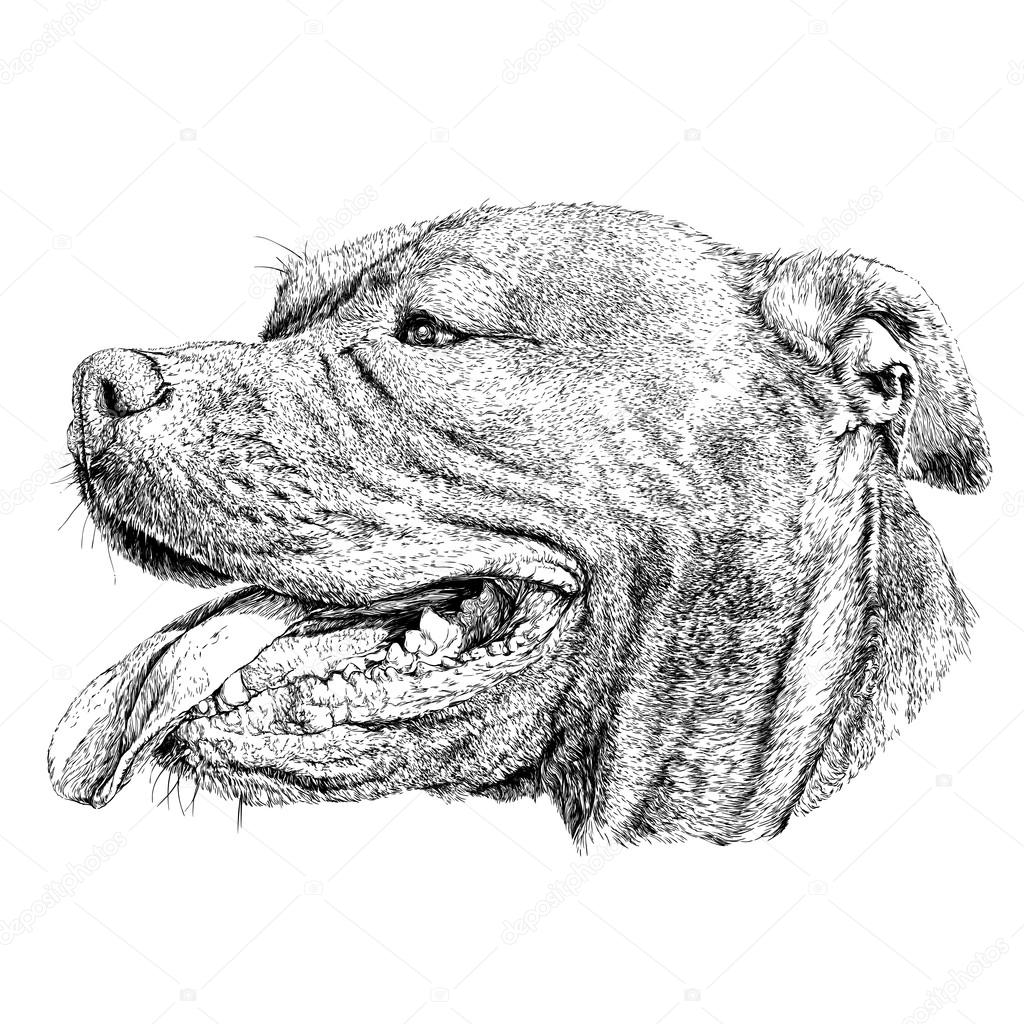Sketch of Dog Pit bull terrier.