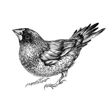 Japon finch kuş