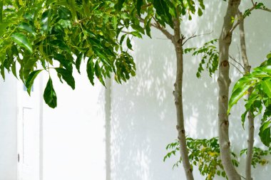 Taze yeşil ve beyaz arkaplanda gölge