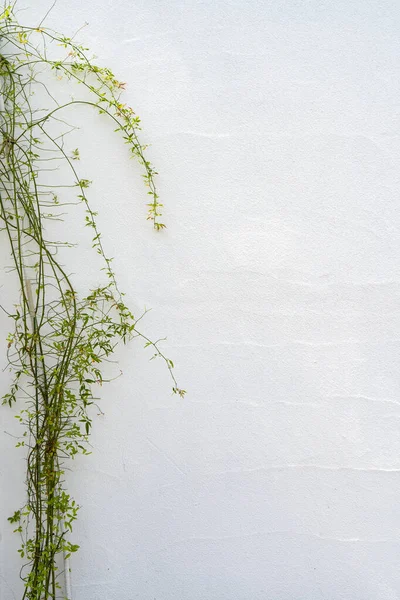 Рослини Веранди Білі Стіни Прекрасний День — стокове фото