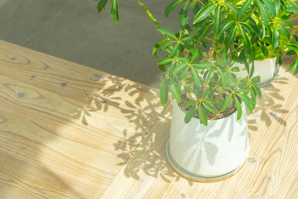 太陽の下で窓のそばに植物 — ストック写真