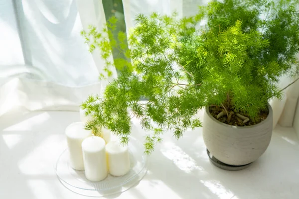 Rostliny Umístěné Okna Slunci — Stock fotografie