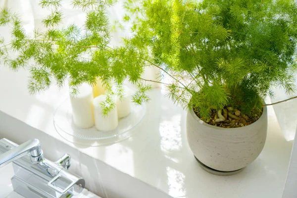 Planten Geplaatst Door Het Raam Zon — Stockfoto