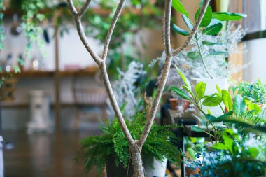 Yaprak bitkilerinin olduğu sakin bir iç mekan ve mutfak.