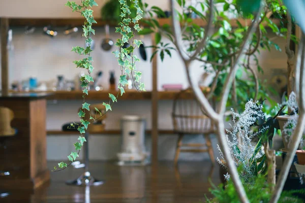 Interior Calmo Espaço Cozinha Com Plantas Folhagem — Fotografia de Stock