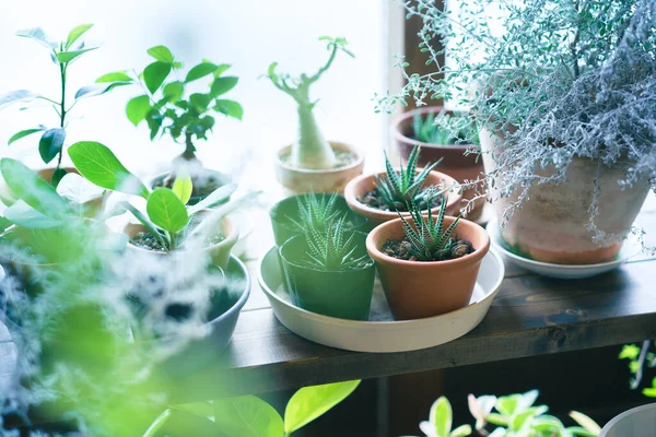 Vasos Plantas Alinhados Peitoril Janela Durante Dia — Fotografia de Stock