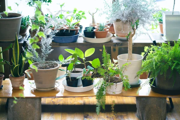 Een Rustige Binnen Keuken Met Gebladerte Planten — Stockfoto