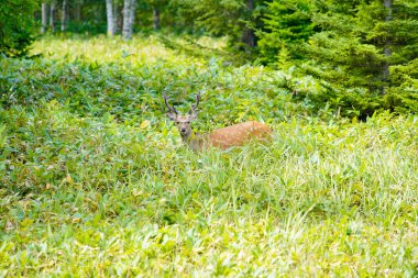 Vahşi geyik ormandan çıktı.