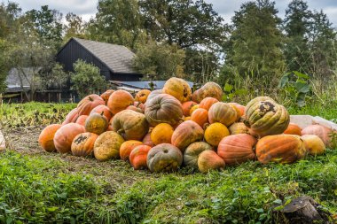 Sonbaharda bir çayır üzerinde çeşitli olgun balkabakları yığını