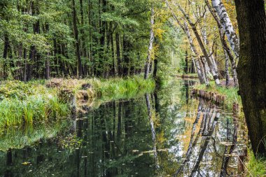 Almanya 'nın Brandenburg eyaletinde sonbaharda Biyosfer rezervi Spreewald ormanına (Spreewald) yansıyan su kanalı. 