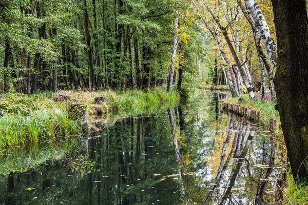 Almanya 'nın Brandenburg eyaletinde sonbaharda Biyosfer rezervi Spreewald ormanına (Spreewald) yansıyan su kanalı. 