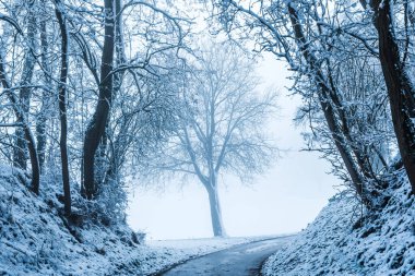 Karla kaplı yollar ağaçlarla kaplı, kış manzarası