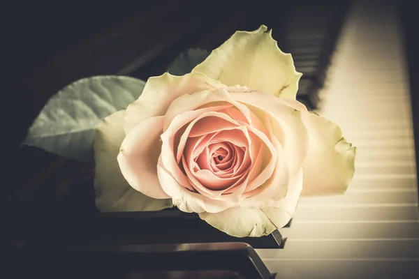 Pale pink rose on a piano keyboard, vintage style
