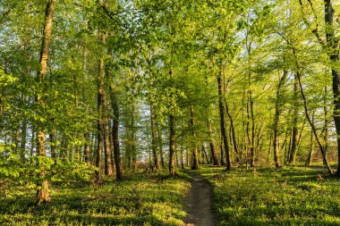 Güneşli bir bahar akşamında ormandaki patika.