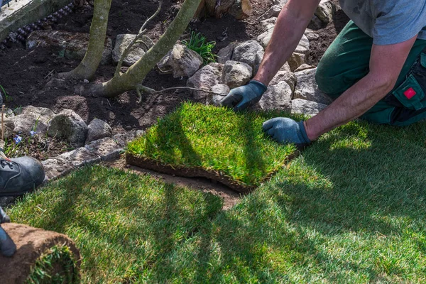 Gardener Laying Last Missing Piece Turf Home Garden — Stock Photo, Image