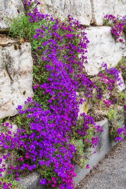 Yükselen geniş Aubretia bitkileriyle doğal taş duvar, dikey.