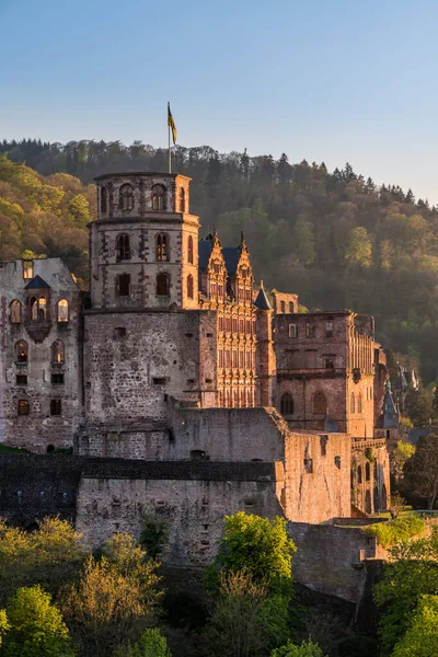Heidelberg Şatosu güneşli bir bahar gününde güzel bir akşam ışığında