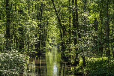 Almanya 'nın Brandenburg eyaletindeki Biyosfer rezervi Spreewald (Spreewald) su kanalı