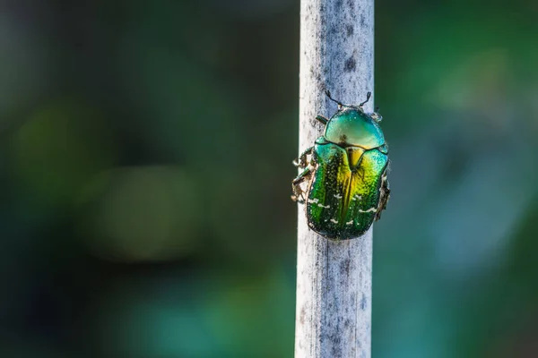 Fartuch Różany Cetonia Aurata Gałęzi Zielone Tło — Zdjęcie stockowe