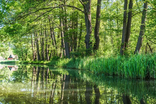 Vodní Kanál Krásným Odrazem Vody Biosférické Rezervaci Sprévový Les Spreewald — Stock fotografie