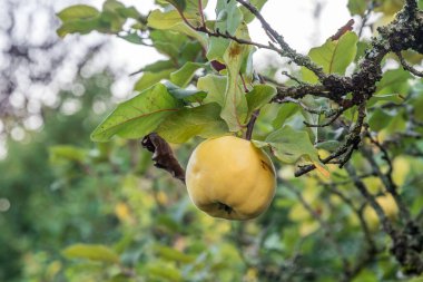 Yazın sonunda ayva ağacında olgunlaşmış ayva