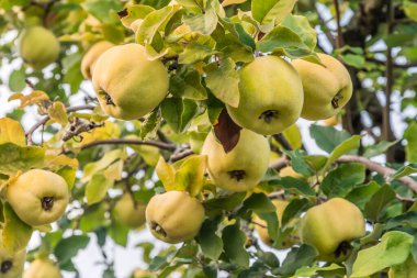 Ayva ağacı yazın sonlarında olgunlaşmış ayva çiçekleriyle