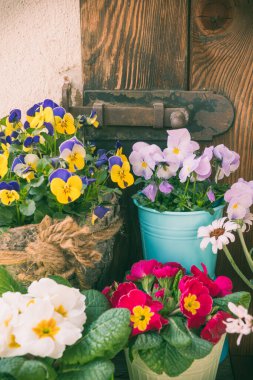 Paslı, dikey cıvatalı eski bir barakanın önündeki bahar çiçekleri.
