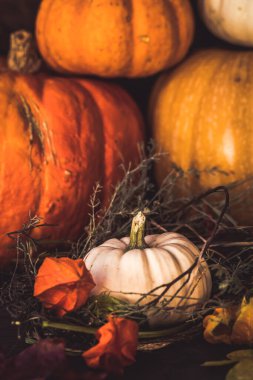 Farklı boyutlarda ve renkte balkabakları yığılmış sonbahar süslemeleri, dikey