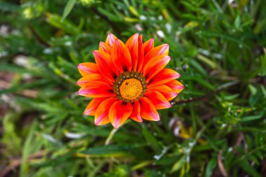 Asteraceae gazania 'Large Maroon', Asteraceae familyasından bir bitki türü. Güney Afrika 'da yetişen düşük yetişen bir bitkidir..