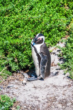Güney Afrika penguenleri Boulders Sahili, Capetown, Güney Afrika.