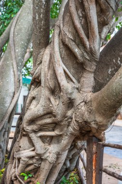 Güney Afrika 'daki bir milli parkta köklü bir ağaç gövdesi.