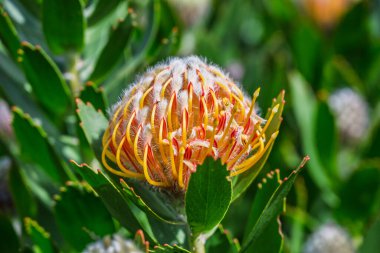 İğnelik Protein Çiçekleri, Cape Town, Güney Afrika 'daki Kirstenbosch Botanik Bahçeleri' nde çekildi.