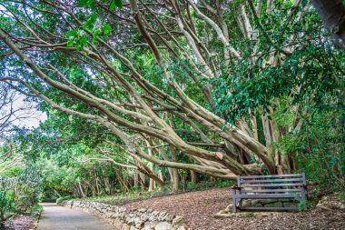 Güney Afrika 'da bir botanik bahçesinde büyük tropik ağaçlar