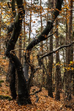 Sonbahar mevsiminde ormandaki güzel renkler, sis, renkli kontrastlar, dikey
