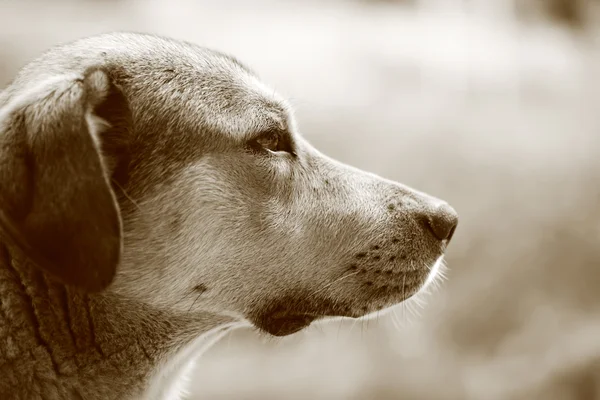 Bir köpek sepya portresi