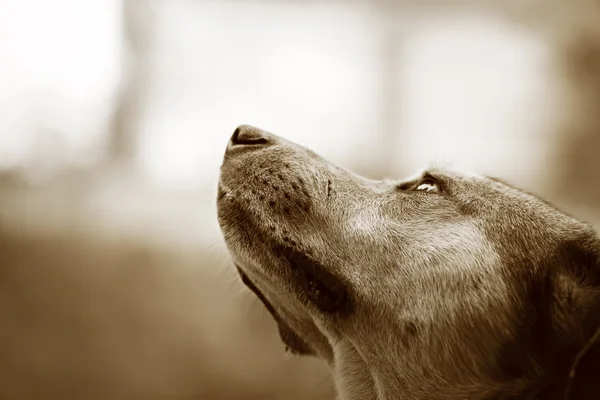 Köpeğin hea Close-Up