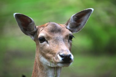 Karaca bir çayır üzerinde