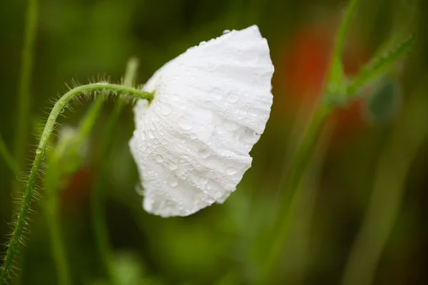 Poppy em um campo — Fotografia de Stock