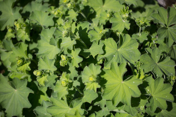 lady 's mantle in botanical garden
