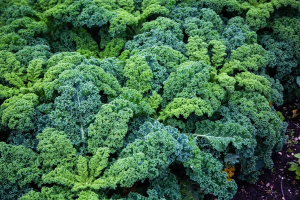 Greencabbage Campo Natureza — Fotografia de Stock