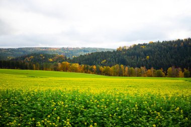 Üst Derece 'deki Tecavüz Tohumu Alanı