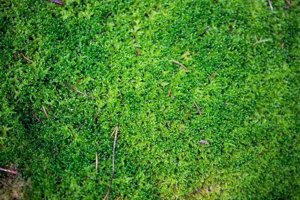 Moss Macro Shot Otoño —  Fotos de Stock