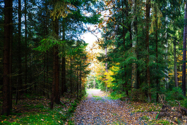 forest in autumn, gold autumn