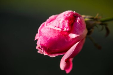 Buz kristalli gül, su damlaları