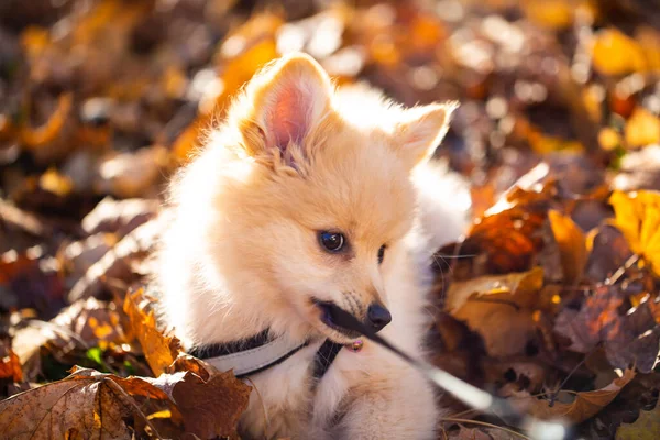 Anjing Pomeranian Dedaunan Anjing Manis — Stok Foto