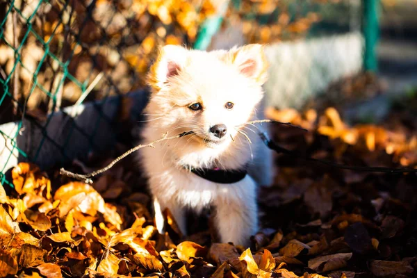 Pomeranian Κουτάβι Στο Φύλλωμα Γλυκό Σκυλί — Φωτογραφία Αρχείου